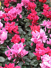 pink cyclamen © Ksenija Djurica