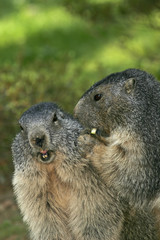 portrait de 2 marmottes