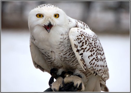 schneeeule