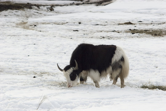 double-color musk-ox