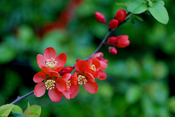 hagebutte blumen