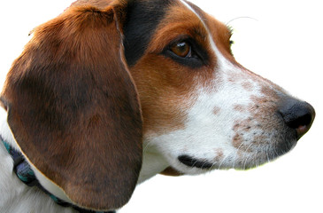 beagle