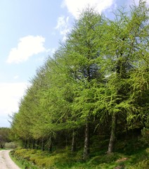 Fototapeta premium blues and greens