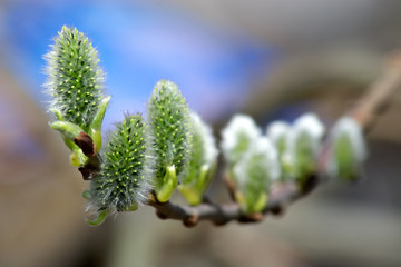 spring flowering