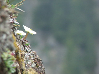 mountain flower