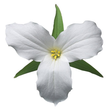 2 261 Best Trillium Flower Images Stock Photos Vectors Adobe Stock