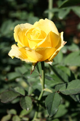 yellow rose