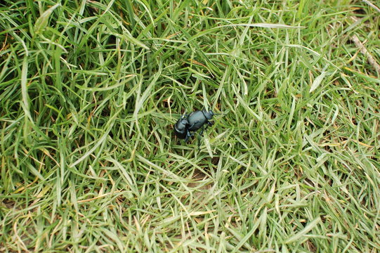 copulation de scarab&eacute;s