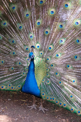 Obraz premium pavo real