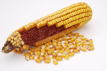 ear of corn 3