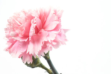 carnation