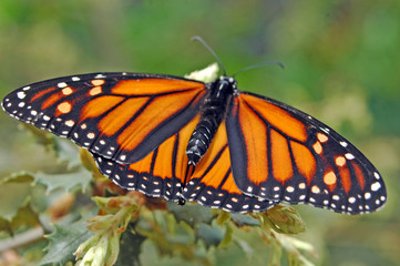 Fototapeta premium monarch butterfly