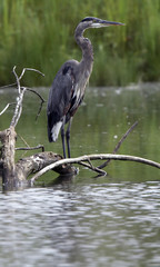 great blue heron on log