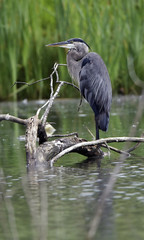 great blue heron perched on log