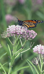 beautiful monarch butterfly feeding on pink flowers