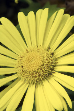 little leo daisy -  doronicum orientale close up