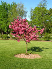 eastern redbud cercis canadensis