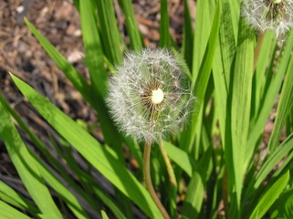 dandelion