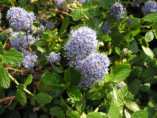 ceanothus