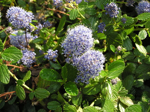 Ceanothus