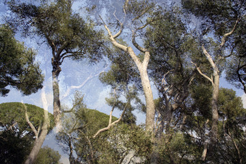 overlayed trees