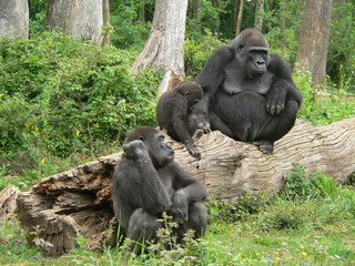 gorilles et gorillon