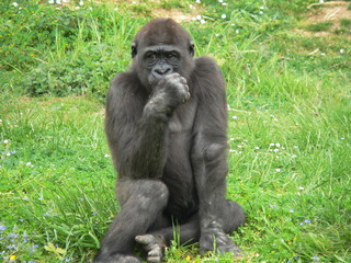 gorille - jeune gorille