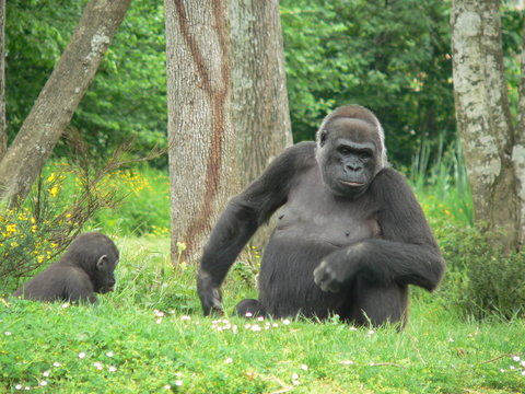 gorille femelle et son gorillon