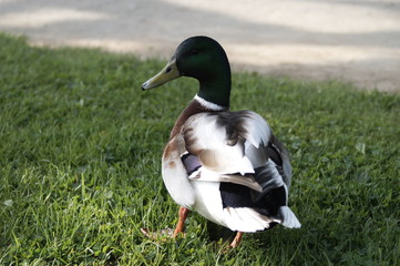 donald le canard
