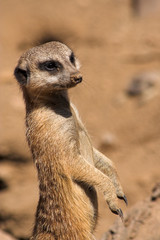 meercat sentry