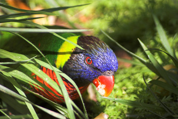 tropical parrot