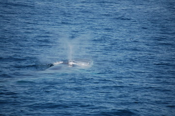 Fototapeta premium whale blows