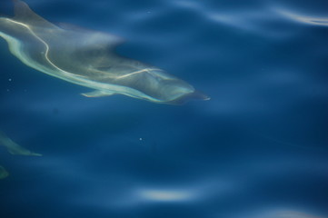 striped dolphin swimming under water