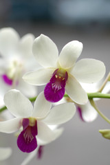 Fototapeta na wymiar orchid 2