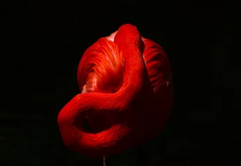 Photo sur Plexiglas Flamant flamingo