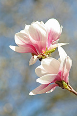Naklejka premium magnolie