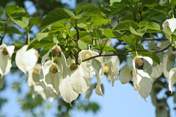 taschentuchbaum