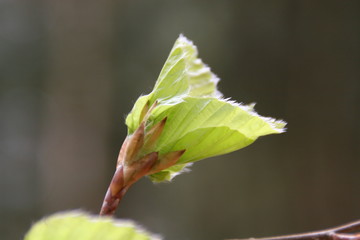 bl&auml;tter einer buche beim entfalten