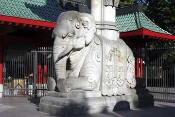 elefant