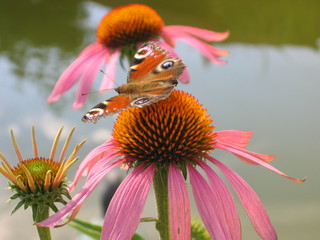 peacock eye butterfly 2