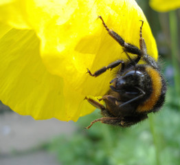 bumble bee