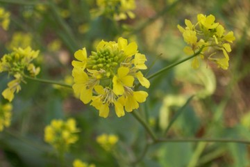 yellow flower