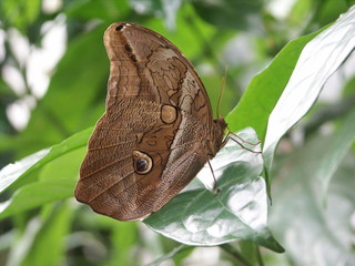 Fototapeta premium schmetterling