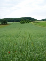 feld