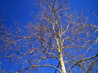 branches against sky