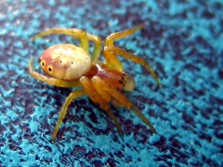 tiny spider