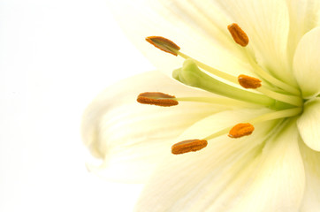 high key lily
