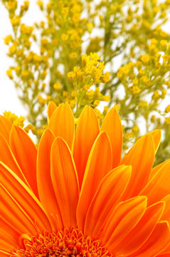 orange daisy