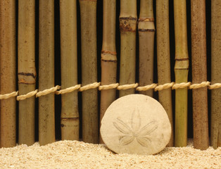 sand dollar