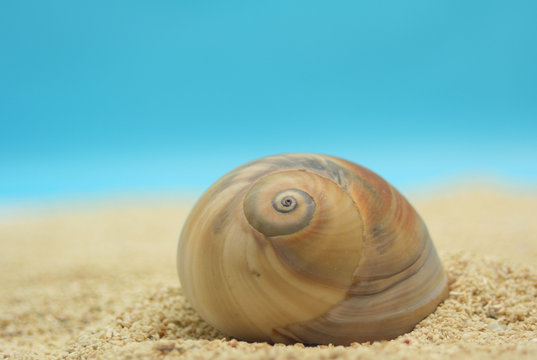 sea shell